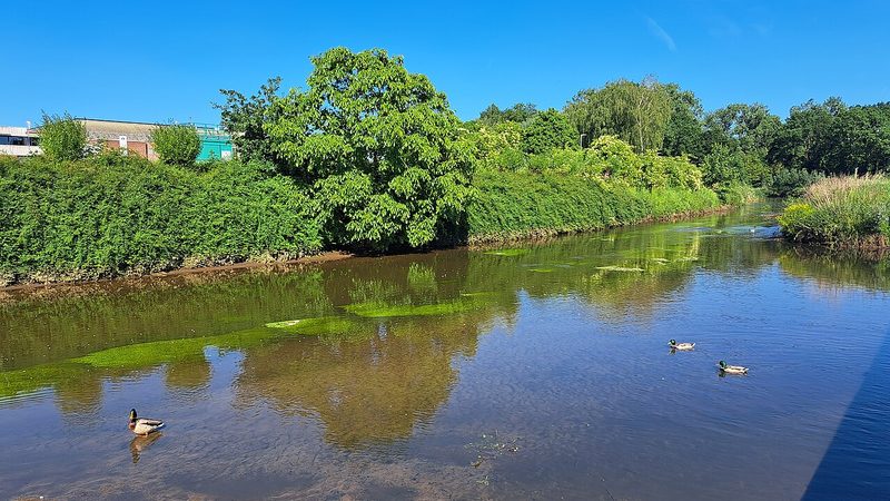 Wasser und Grün im Kapermolenpark in Hasselt